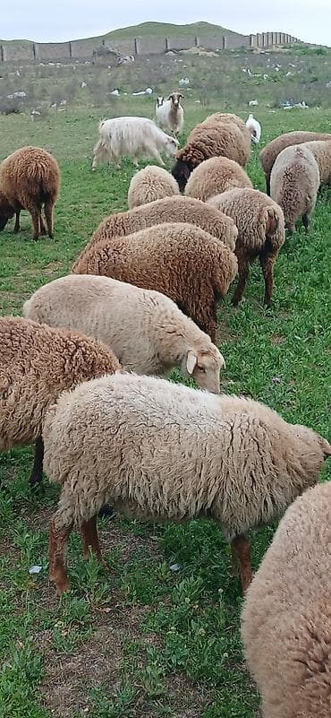 edilbay qoyunu: Erkək, il: 5, 30 kq, Ətlik, Ödənişli çatdırılma — 10