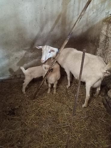 sudluk keci: Saanen keçiləri. Bir ana-bala və bir boğaz keçi. Balalar əkizdir — 5
