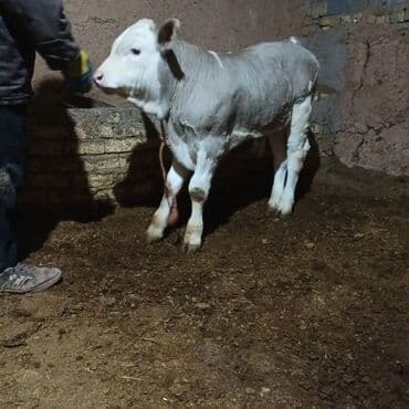 Rozetkalar: Mal-qara: erkək buzov Təsvir: - Rəng: açıq boz-gümüşü kürək, ağ baş — 4