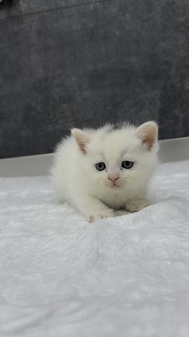 ağ kəklik: Şotland — 3