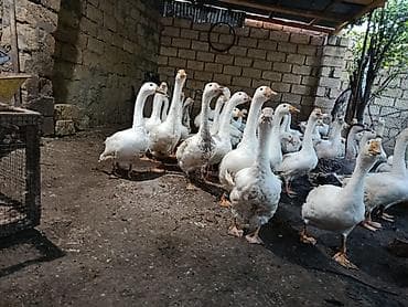 sort qazlar: Dişi, | Linda, Damazlıq, Ünvandan götürmə — 1
