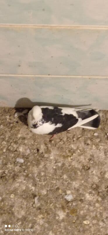 it satilir ucuz: Beli çəp erkək tam sağlam heyvan dı real alıcı narahat etsin — 2