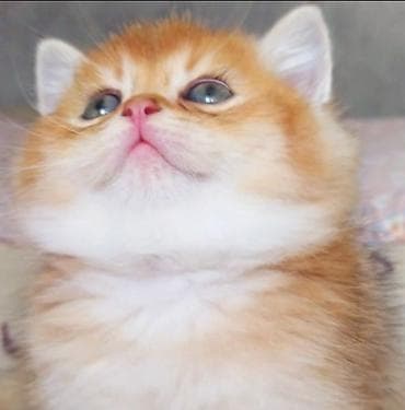 ёж: Британская, Самец, В добрые руки, Самовывоз — 6