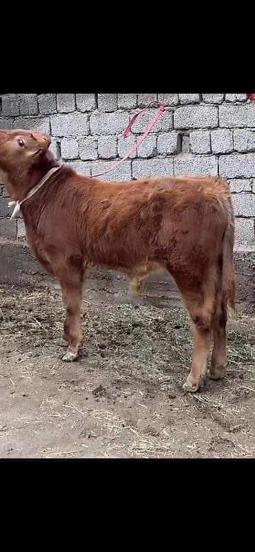 erkəy danalar: Qırmızı-qonur rəngdə, uzun tüklü gənc buğa balası (erkək danalıq) — 6