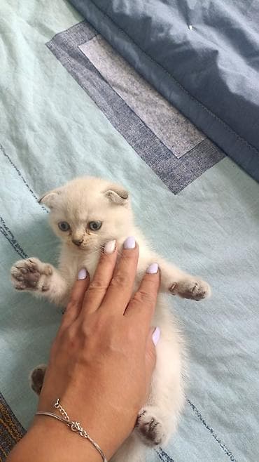 bala keçi: Fars, Erkək, Dişi, Yaxşı əllərə, Ünvandan götürmə, Pulsuz çatdırılma, Ödənişli çatdırılma — 8