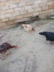 quş qefesleri: Cins: Uzunboyun yerli döyüş tipli toyuq-quş (xanxır/mix) Təsvir: - — 6