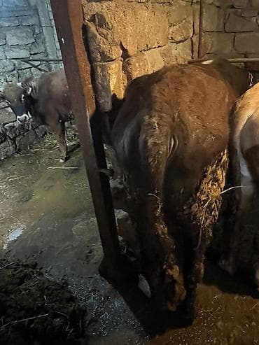 Heyvanlar üçün mallar: Məhsul: Qaramal – erkək mal (öküz/buzağıdan böyüdülmüş) — 1