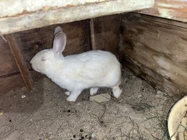 Erkey ela dovsanlar 10 m Satışda müxtəlif rəng və görünüşdə dovşanlar