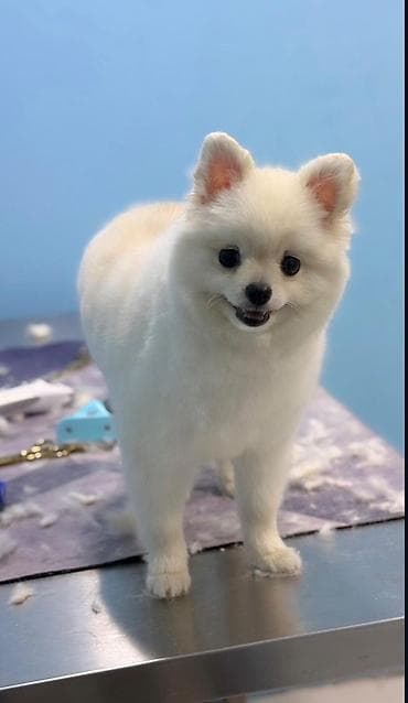 xaski balası: Şpitz — 1