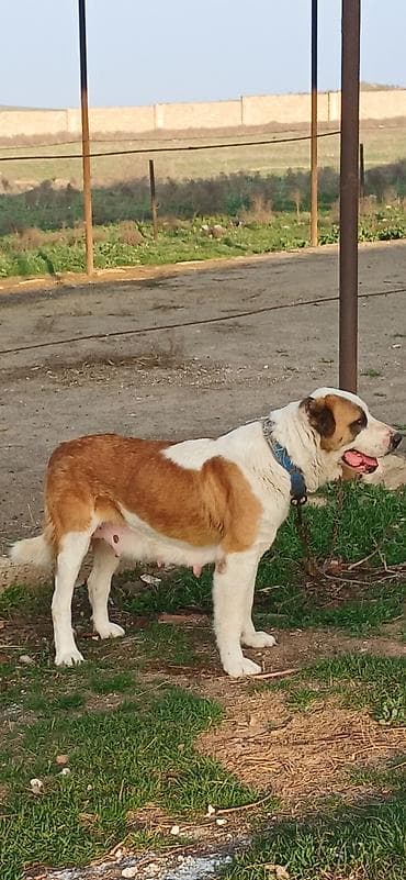 şpits itleri: Alabay, 3 il, Dişi, Peyvəndli — 1