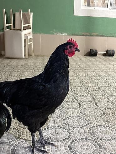 turac quşu qiyməti: Qara rəngli damazlıq xoruz Avstralop - Tam qara lələk örtüyü — 2