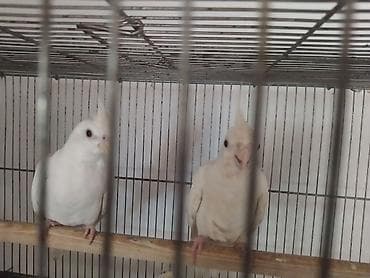 tap az goyercin: Məhsul: Ağ rəngli nimfa tutuquşuları (Cockatiel) – cüt Təsvir: - Növ — 1