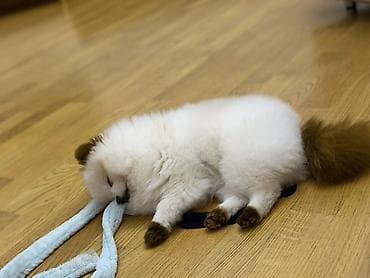 heyvan evləri: Şpitz — 4