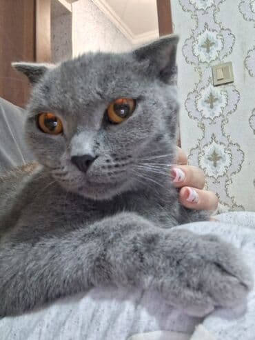 вислоухий кот цена: Şotland yastı qulaq, Dişi, Ünvandan götürmə — 3