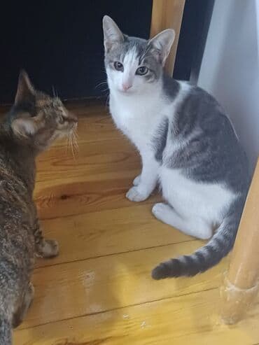 pişik paltarları: Erkək, Dişi, Yaxşı əllərə, Ünvandan götürmə — 1