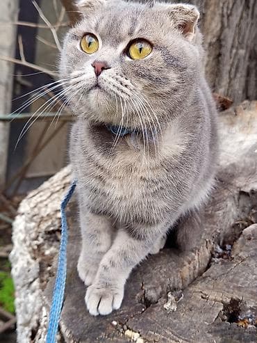 Pişiklər: Şotland, Dişi — 10