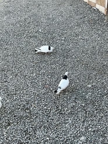 hazir sirket satilir: Hazir cut boynugulluler qiymet sondu 30 manat Xirdalandadi 0518471797 — 3