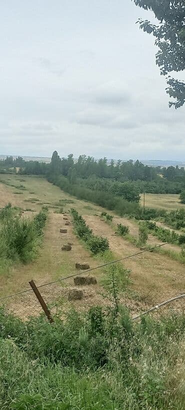 mağaza üçün yer icarəyə götürürəm: Ünvan: Qusar şəhəri Ləyər kəndi (ləzgi ləyər) 1hk 68 sot bağ yeri — 7