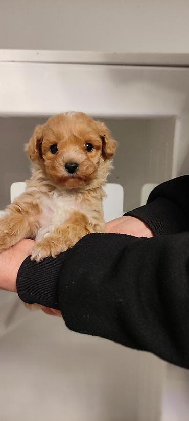 С прививками