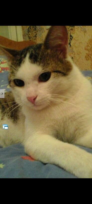 Другие животные: Самец, В добрые руки, Бесплатная доставка — 2