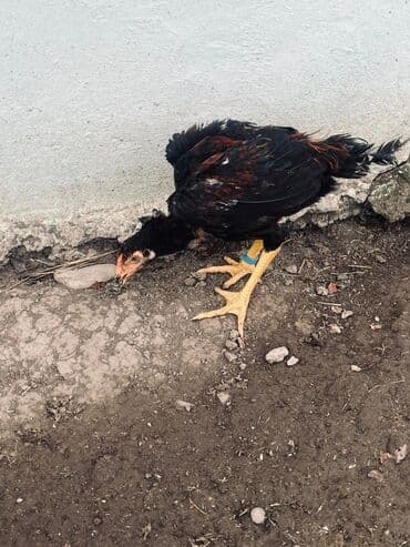 Другие животные: Курица, Для разведения — 3