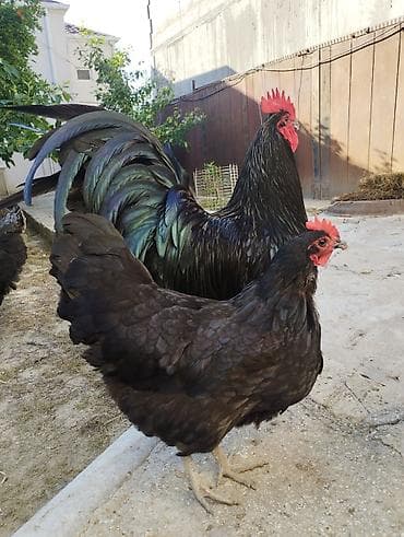 qaz quş: Toyuq, Australorp, Damazlıq, Ünvandan götürmə — 8