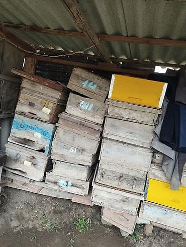 ucuz keci: Arıxana avadanlığı – taxta pətəklər və gövdələr - Məhsul: Arıçılıq — 1