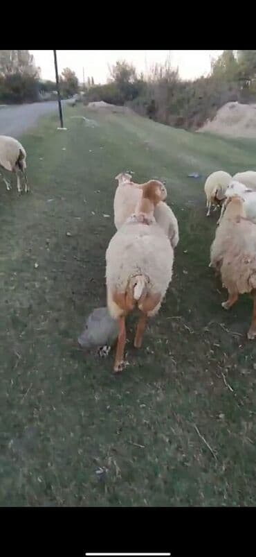 cins inekler: Məhsul: Qoyun sürüsü Təsvir: - Şəkillərdə ağ rəng üstünlük təşkil — 2