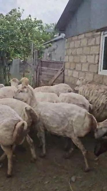 qoyun satşı: Dişi, il: 1, Pulsuz çatdırılma — 8