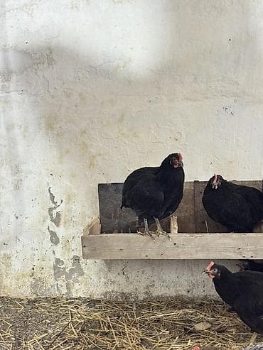 quru it yemi: Tam sağlam, original Avstrolorp fərə və xoruzları. 4-5 aylıqdırlar, az — 3