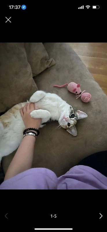 sahiblenme: Dişi, Yaxşı əllərə — 1