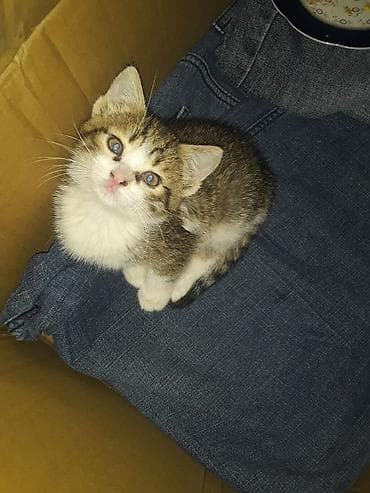 Tabbi, Erkək