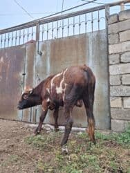 Gəmiricilər: Təmiz Cins Dana Erkək, damazlıq potensiallı təmiz cins dana. Rəngi — 5