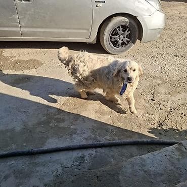 Retriever, 1 il, Erkek, Peyvəndli — 5