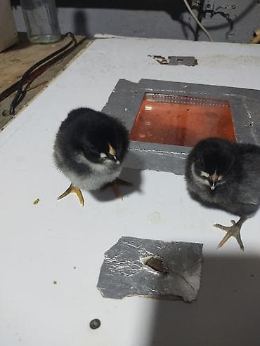 balaca ağ itlər: Australorp Xarkaov cucelerin
Sifarişi — 8