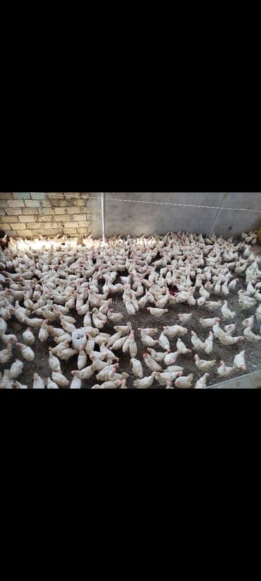 toyuq yuvası: Toyuq, Liqorin, Yumurtalıq, Ödənişli çatdırılma — 6