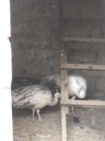 iney satışı: Salam aleykum. şəkildə gördüyünüz tovuzquşu cütü satılır. fərq — 3