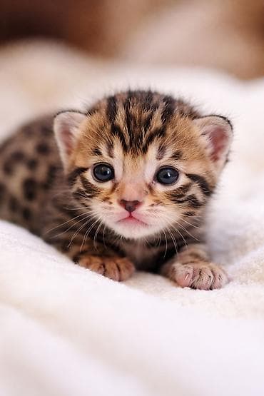 canlı meymun: Benqal — 2