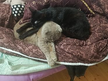 pisiyler: Şotland — 8