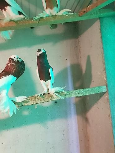 ramanov qoyun satisi: Pişiklər — 4