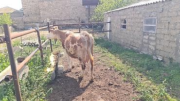 inək sortları: Diqqetle oxu. 5ci qarini dogub 1aydi balasin vermirem yani balasiz — 3