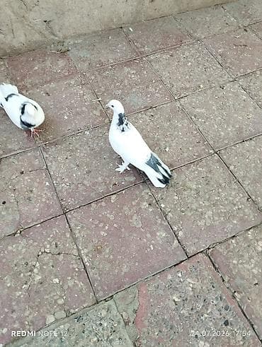 delfin goyərcin: Tutulma göy boyun cavan quşdur.Erkək 13-14 tük — 4