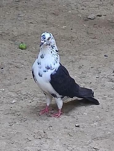 tutuquşu show jumbo: 3 gün qabaq tutulub qızğın erkeydi qiymet sondu qara çil saxlamiram — 3