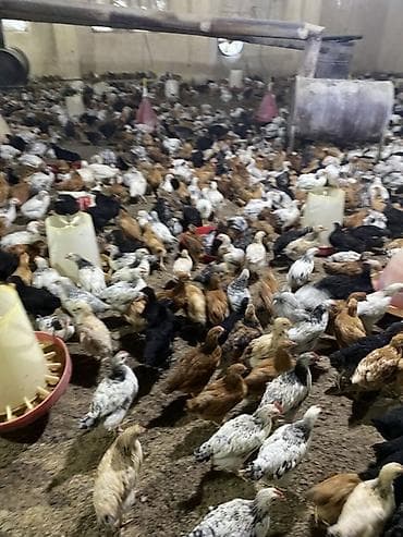 cüce yemi: Təsərrüfat üçün qarışıq yerli cins cücələr - Məhsul: Ətlik/yumurtalıq — 6