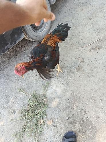 rhode island red: Dekabr ayında çıxan beçədi oynaq heyvandi tayi olsa 1. 2 dqlik alan — 2
