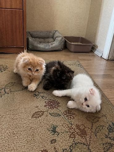 pișik: Şotland, Erkək, Dişi — 8