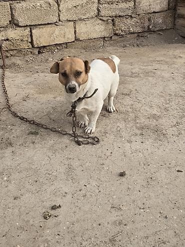 it yemləri: Cek rassel teryer, 2 il, Dişi — 1