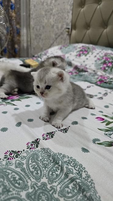 Qızıl şinşilla, Yaxşı əllərə, Ünvandan götürmə