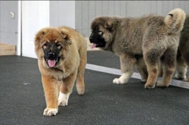 qafqaz coban itleri: Qafqaz çoban iti — 2