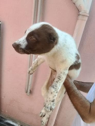 it pitbul: Qafqaz çoban iti, 2 ay, Erkek, Ünvandan götürmə — 4